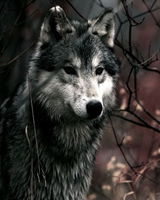 Quo vadis Wolf?
